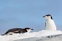 107 Antarctica, Petermann Island, stormbandpinguins